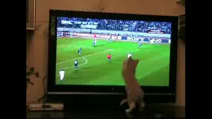 Котка Гледа Футболен Мач