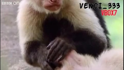 Е няма такива животни .смях до разплакване 2