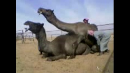 Секс с камили 