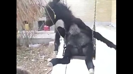Магаренцето и люлката