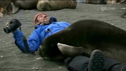Да получиш прегръдка от морски тюлен