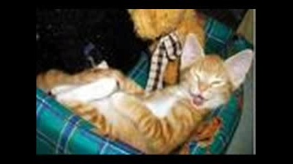 Най - Смешните котки на света