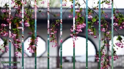 Цветна красота- авторски клип