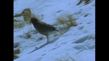 Bbc South Pacific 5 of 6 - Strange islands 2 част