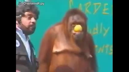 2 маймуни =))