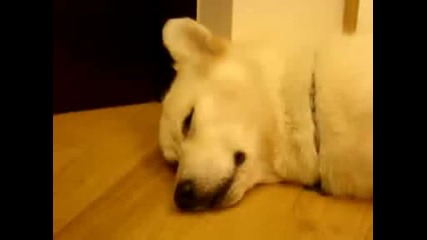 Спящо Куче (смях) - 3