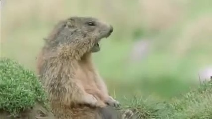 Говорещо животно, смях