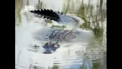 Animal Cops_ Miami - Mad Gator Momma