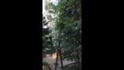 "Моята новина": Падащо дърво