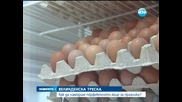 В търсене на перфектното яйце за Великден - Новините на Нова