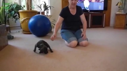 Компилация Смях !.. Cats Meeting Puppies for the First Time Compilation