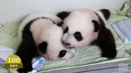 Първите 100 дни на новородените бебета панди ..