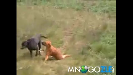 Куче на амфети