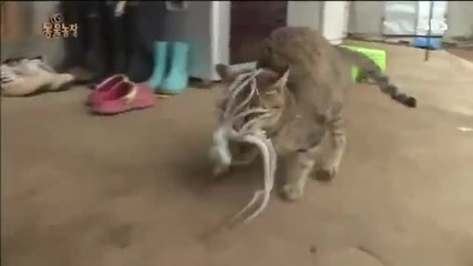 Октопод се опитва да изяде котка.