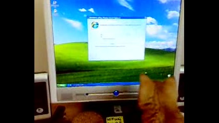 Котка и Pc Мишка