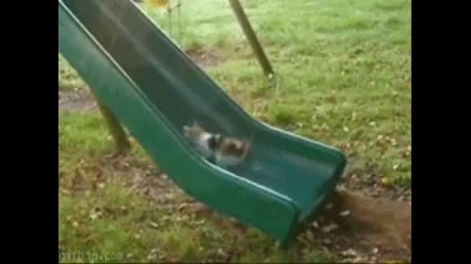 Смешни Котки