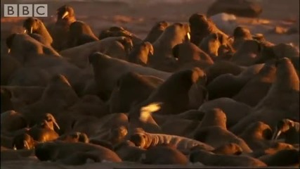 Polar Bear Versus Walrus Colony - Bbc Planet Earth 