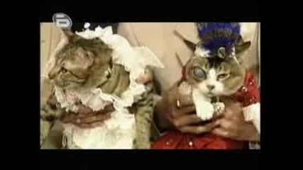 Най - Скъпата Котешка Сватба - Гинес Световни Рекорди 