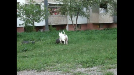 Sunshine Bulls Arturo-training day :d