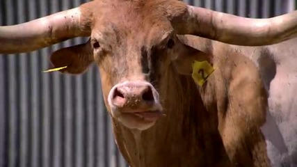 Готина реклама на Формула 1 & Red bull