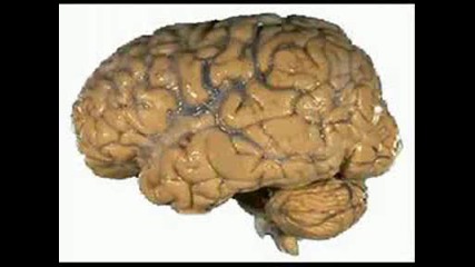 Невероятната система на човека - мозъкът 