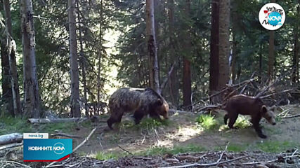 Заснеха уникални кадри с мечки в Западните Родопи