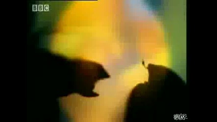 Океан Номер Едно При Морските Убийци