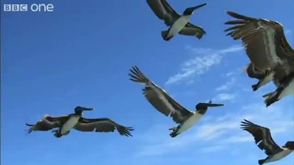 Пеликани и Flying Rays