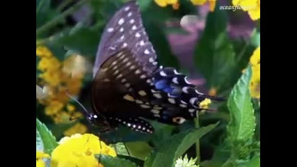 Spring Waltz 