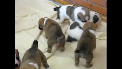 Alabay Puppies 