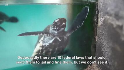 Eaten and trafficked: Saving turtles from smugglers