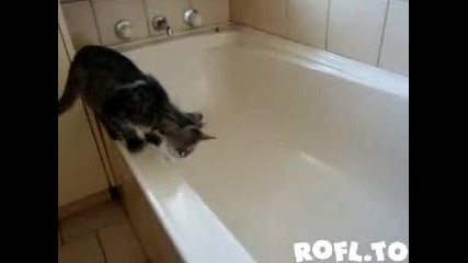 Ето как се къпе котка