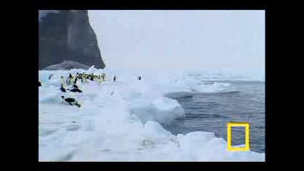 Penguin Vs. Leopard Seal