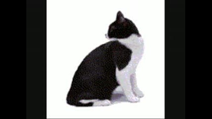 The Cat Crept Iin