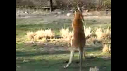 Boxing между кенгурута
