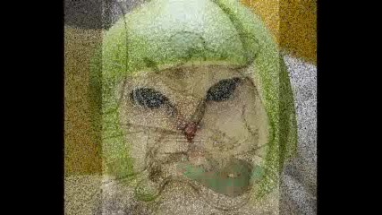 Funny Animals