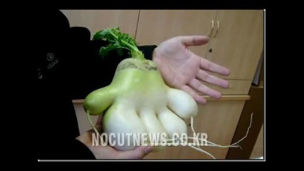 Топ 10 потресаващи зеленчуци 