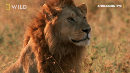 Как ловуват лъвовете? | Дивата Африка | NG Wild Bulgaria