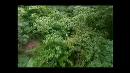 Най - Опасните животни в света Коста Рика ( World`s deadliest animals Costa Rica ) Част 4 