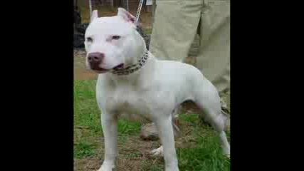 Pit Bull