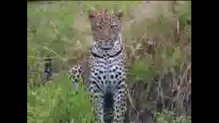 Леопард vs Хипопотам - Bbc див жовт... 