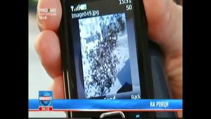 рояци пчели в ценъра на София !!!