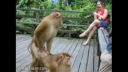 Маймунски секс.смях