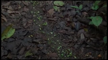 3d The jungle magic of another world-релаксиращ филм за Коста Рика
