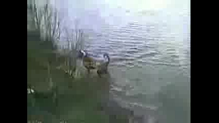 Куче лови риба