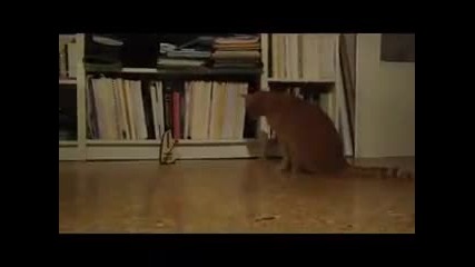 tik tak kedi