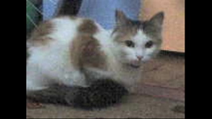 My Cat Didi ~for concursa na coo cat ~ 