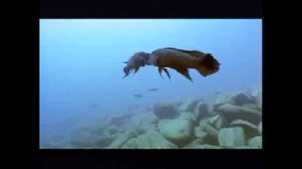Cichlid Fish Mouth Fighting - - National Geographic.flv