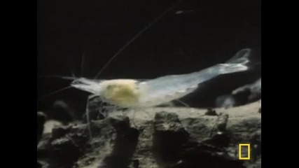 Blind Shrimp Leading Blind Cavefish 