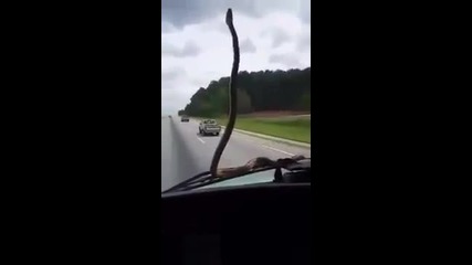 Змия не иска да се вози на предния капак